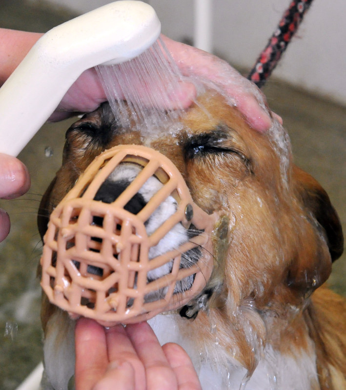 シャワーを浴びさせてもらい、気持ちよさそうなビリー。ちょっぴり暴れん坊なのでシャンプーのときには口輪をつけている