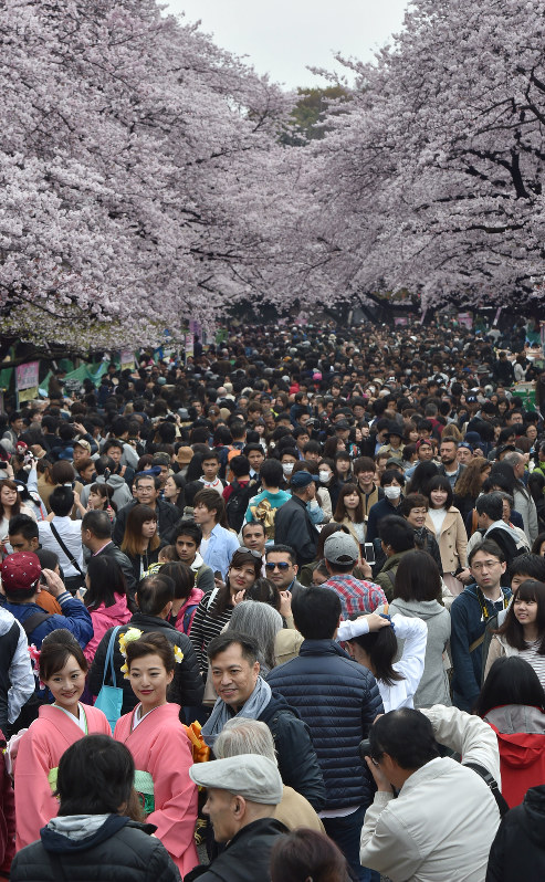 桜満開 都内は大勢の人出 写真特集2 9 毎日新聞