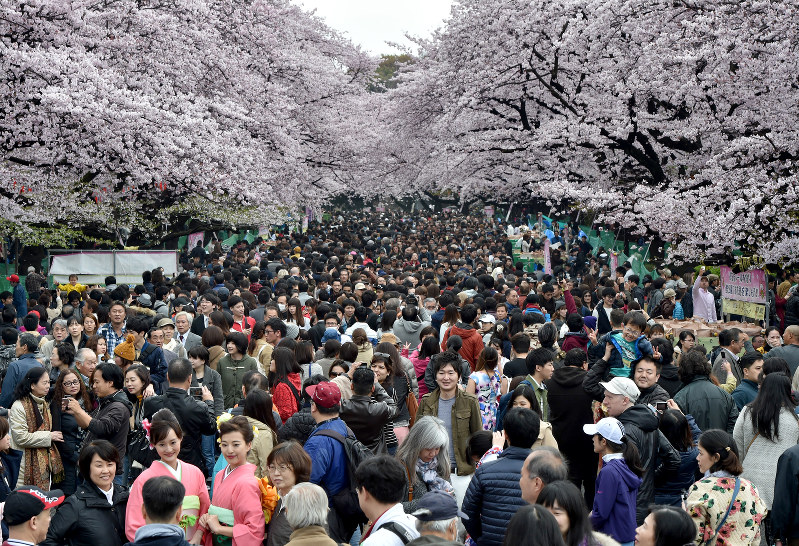 桜満開 都内は大勢の人出 毎日新聞