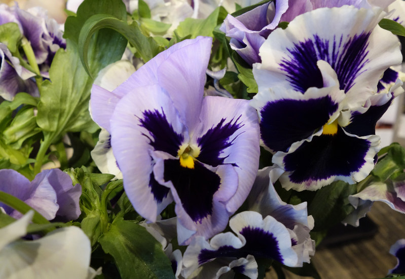 音のかなたへ すみれ 毎日新聞