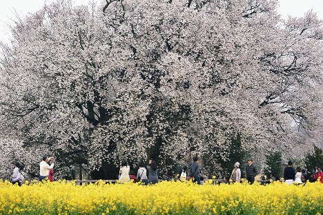 チューリップ ５万本の花の海に浮かぶ船 北海道 木古内 毎日新聞