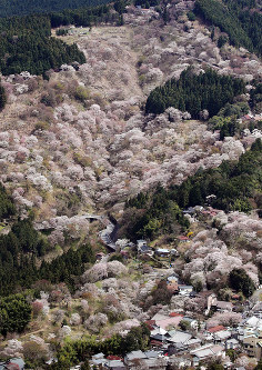 桜に覆われた吉野山＝奈良県吉野町で２０１６年４月６日午後１時１８分、本社ヘリから幾島健太郎撮影
