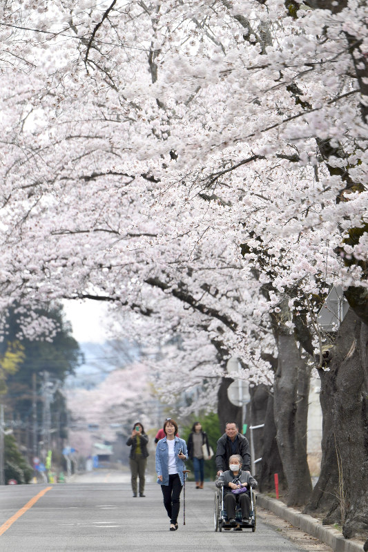 見ごろを迎えた夜の森地区の桜並木を見ようと、町外に避難している地元住民を中心に多くの人たちが訪れていた=福島県富岡町で2016年4月6日午後0時22分、喜屋武真之介撮影