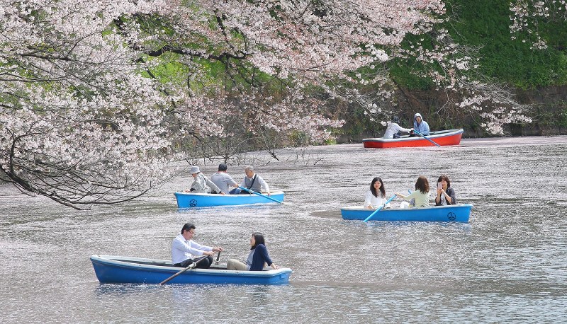 桜 有終の美 花いかだ 写真特集2 6 毎日新聞 桜 有終の美 花いかだ 写真特集2 6 毎日新聞