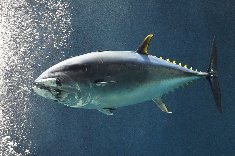 Mass tuna deaths at Tokyo aquarium triggered by multiple factors