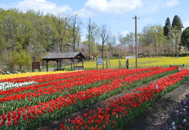 チューリップ 菜の花 日本昭和村 で競演 美濃加茂 岐阜 毎日新聞