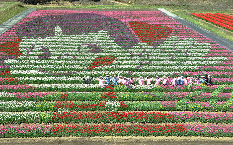 チューリップ ５万本の花の海に浮かぶ船 北海道 木古内 毎日新聞
