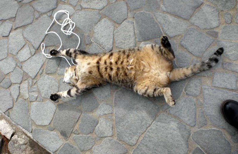 まいにち一日一猫 煮るなり焼くなり 毎日新聞