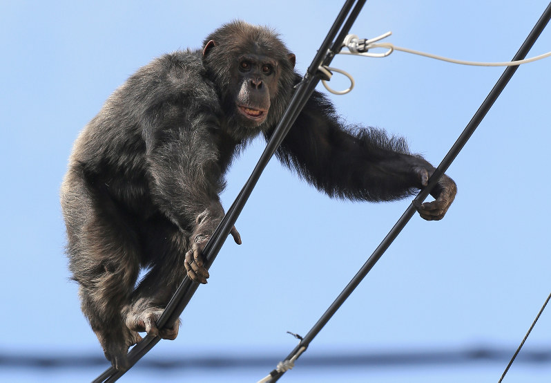 八木山動物公園から逃げ出し、電線の上を歩くチンパンジー=仙台市太白区で2016年4月14日午後3時11分、佐々木順一撮影