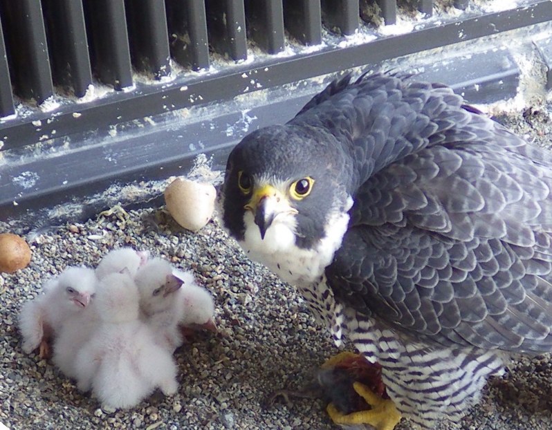 石川県庁本庁舎の地上約60メートルのベランダで生まれたハヤブサのひなと親鳥=同県提供