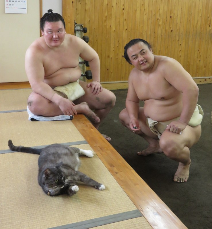 大相撲 白鵬 猫だまし にあった 写真特集4 15 毎日新聞