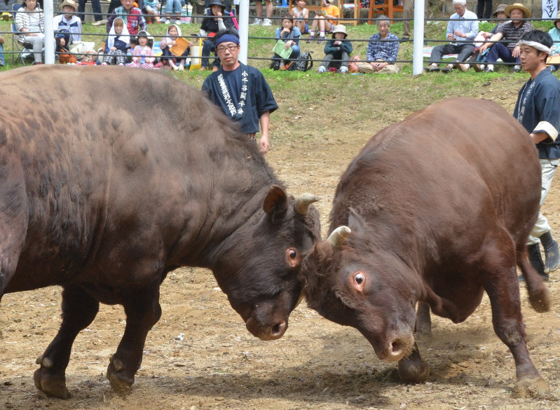 牛の角突き：新潟・小千谷闘牛場で開幕 「ゴツン」迫力 | 毎日新聞