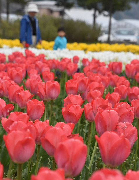 チューリップ ５万本の花の海に浮かぶ船 北海道 木古内 毎日新聞