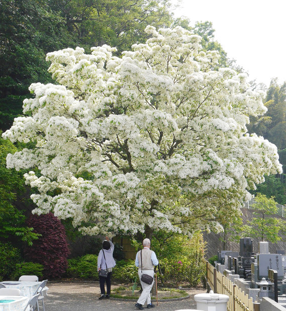 なんじゃもんじゃ：「綿ぁ〜雪ぃ〜」…ならぬ白い花、満開 | 毎日新聞