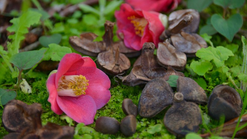 完熟したヤブツバキの花と実=小高朋子撮影