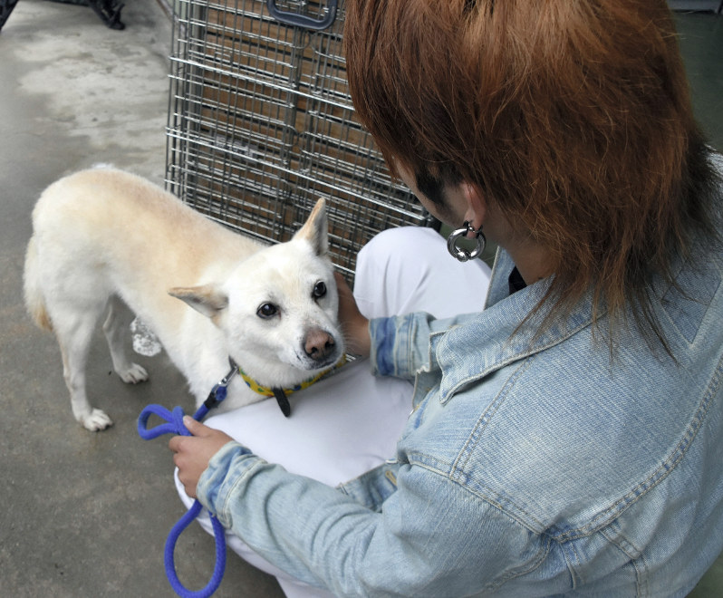 熊本地震 被災地の犬 島根の保健所で保護 飼い主募集 毎日新聞