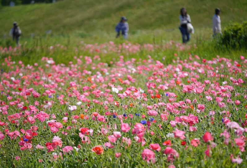 ポピー 平塚の河川敷で３０万本見ごろ 神奈川 毎日新聞
