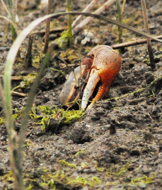 絶滅危惧種：はさみふりふり…シオマネキ、干潟で求愛 | 毎日新聞