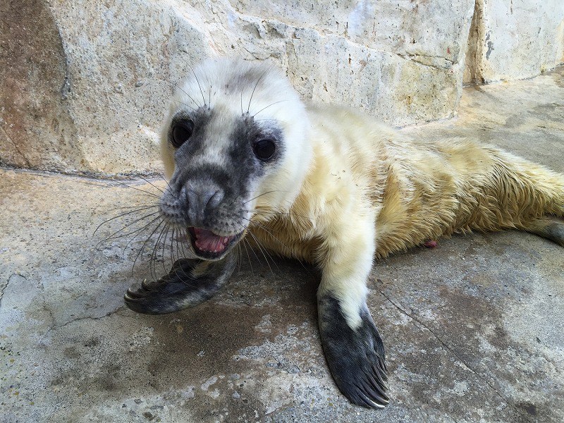 写真特集 ２０１６年生まれの動物の赤ちゃん 毎日新聞