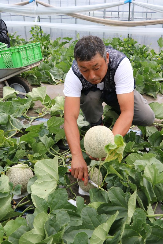 Prized melons sweetened by warm weather harvested in Hokkaido The