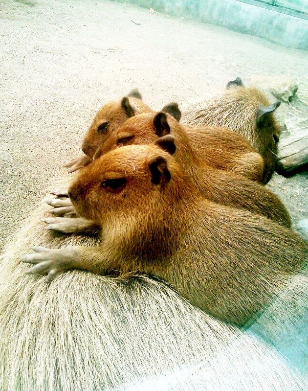 ◇カピバラ子様専用◇ カピバラさま専用 capybara様専用 カピバラ子 0728ー