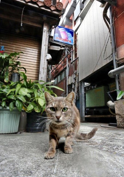 まいにち一日一猫 路地裏で鉢合わせ 毎日新聞
