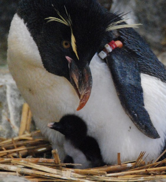 ミナミイワトビペンギン：ひな3羽6年ぶりふ化 海遊館 | 毎日新聞