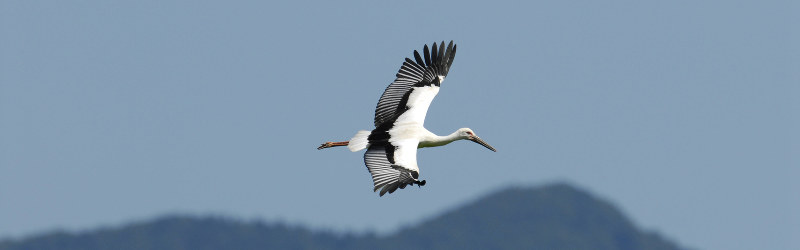 特集 大空へ再び~コウノトリ・トキ・アホウドリ~