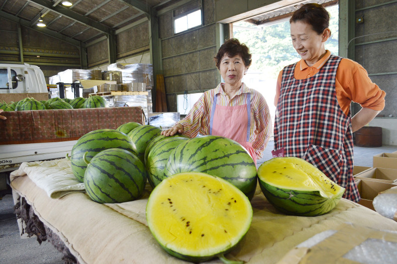 クリームスイカ 口当たり滑らか 今年は甘く 福津 上西郷地区特産 出荷開始 福岡 毎日新聞