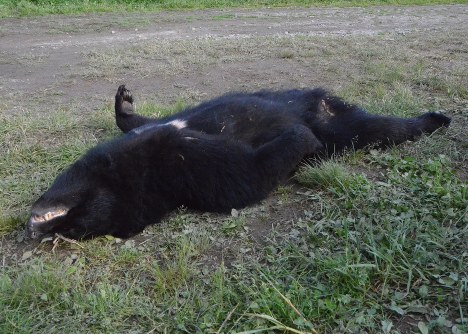 クマ襲撃 ４人犠牲も 旬のタケノコほしい 秋田 鹿角 毎日新聞