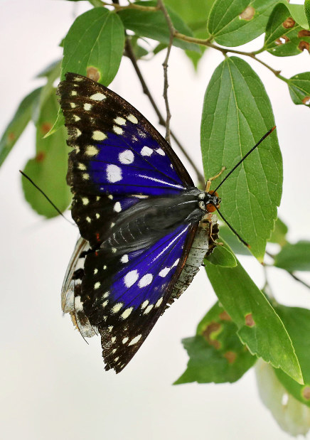 サケふ化施設 再打撃 大震災から復興 岩手豪雨で被害 毎日新聞