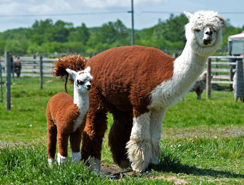 アルパカ 人気者 赤ちゃんすくすく 恵庭 えこりん村 北海道 毎日新聞