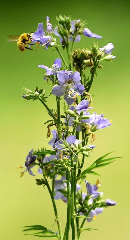 写真館 草原彩る阿蘇の希少種 福岡 写真特集2 5 毎日新聞 写真館 草原彩る阿蘇の希少種 福岡 写真特集2 5 毎日新聞