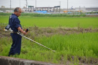 計画用地内の水田で草刈りをする関本さん。後方は圏央道常総インターチェンジ＝常総市三坂新田町で