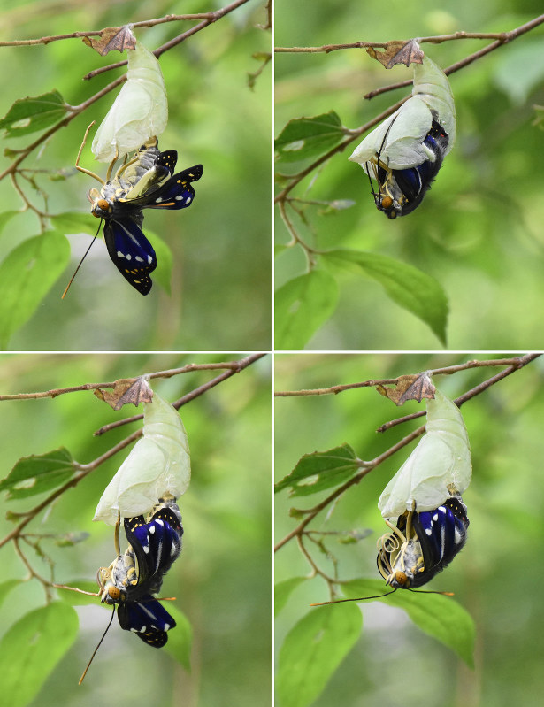 オオムラサキ 羽化ピーク 北杜 山梨 毎日新聞
