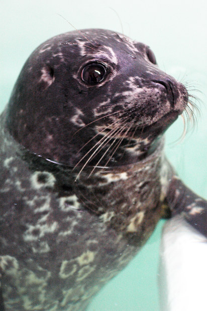 ゼニガタアザラシ：サケ漁で被害 捕獲したメス水族館へ | 毎日新聞