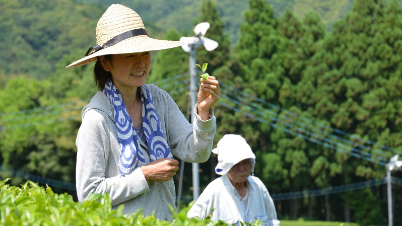 無農薬有機栽培で育った茶葉と杵塚歩さん(左)=小高朋子撮影