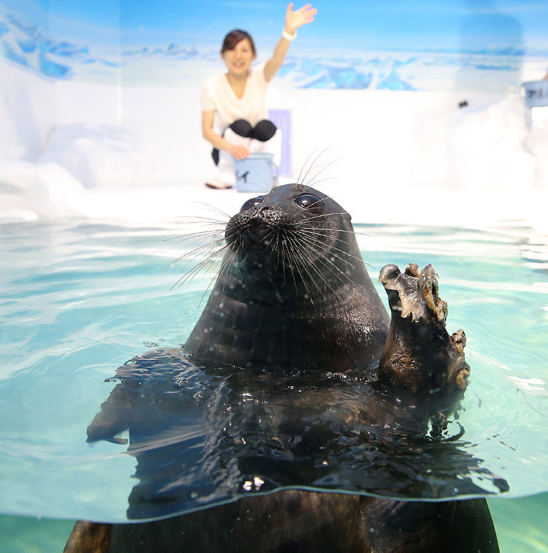 来館者を出迎えるバイカルアザラシのバイ滋賀県草津市の琵琶湖博物館で2016年7月12日午前10時54分、梅田麻衣子撮影