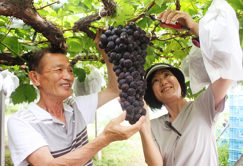 特大ピオーネ どっさり どっしり 三次 広島 毎日新聞
