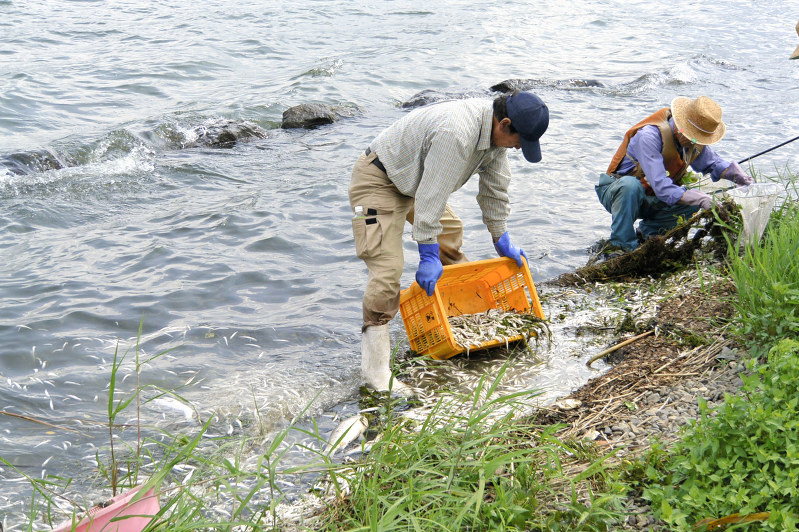岸に打ち上げられたワカサギやコイの死骸を回収する関係者＝長野県下諏訪町の諏訪湖で２０１６年７月２８日午後２時１１分、宮坂一則撮影