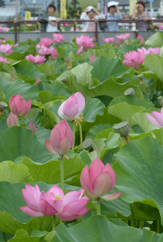 ハス 大輪の花々 愛知 愛西の森川花はす田 毎日新聞