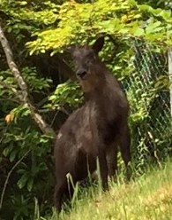 中学校のフェンス外の斜面に現れたニホンカモシカらしい動物=愛知県春日井市の高蔵寺ニュータウンで(市提供)