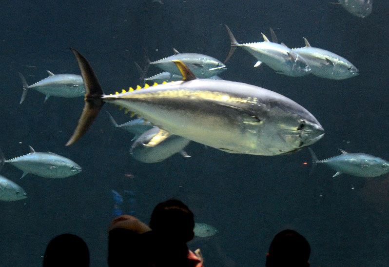 2日に死んだ都立葛西臨海水族園のクロマグロ=2015年11月2日、中嶋真希撮影