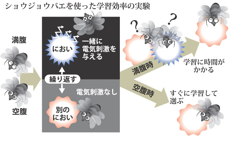ショウジョウバエを使った学習効率の実験