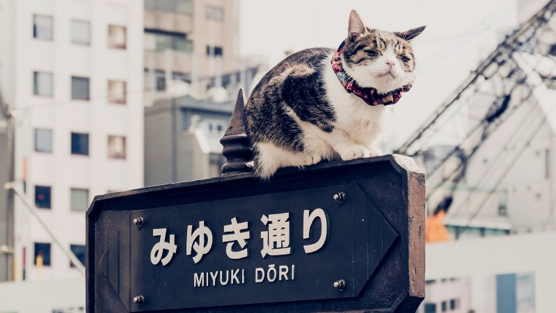 東京・銀座のみゆき通り