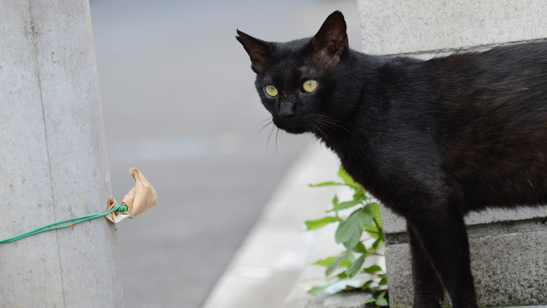 自由に散歩する黒い猫=東京都新宿区で2016年7月18日、内藤絵美撮影