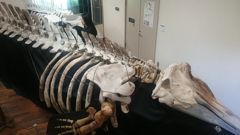 「大!骨展」目玉のツチクジラ骨格標本=網走市立郷土博物館で