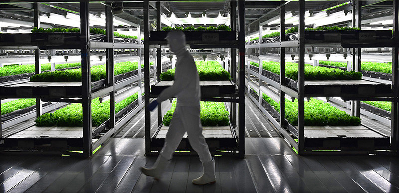 スプレッドが運営するレタスの野菜工場。現在は有人だが、新工場では全自動化を目指す=京都府亀岡市で小関勉撮影