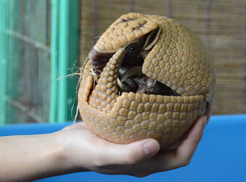アルマジロ 2カ月のベビー順調 茶臼山動物園 長野 毎日新聞 アルマジロ 2カ月のベビー順調 茶臼山動物園 長野 毎日新聞