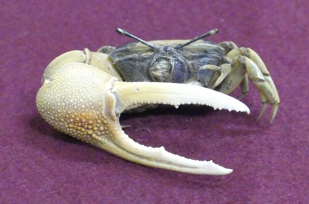Crush crab